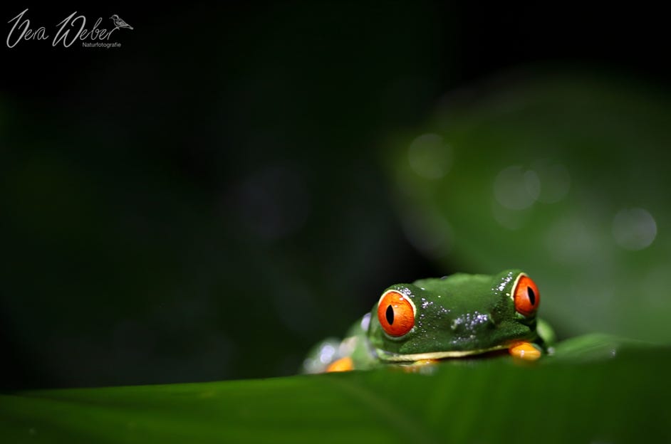 Rotaugenfrosch, Costa Rica