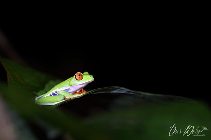 Rotaugenfrosch, Costa Rica