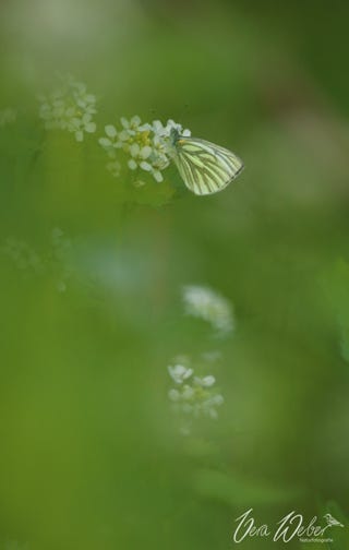 Schmetterling Deutschland