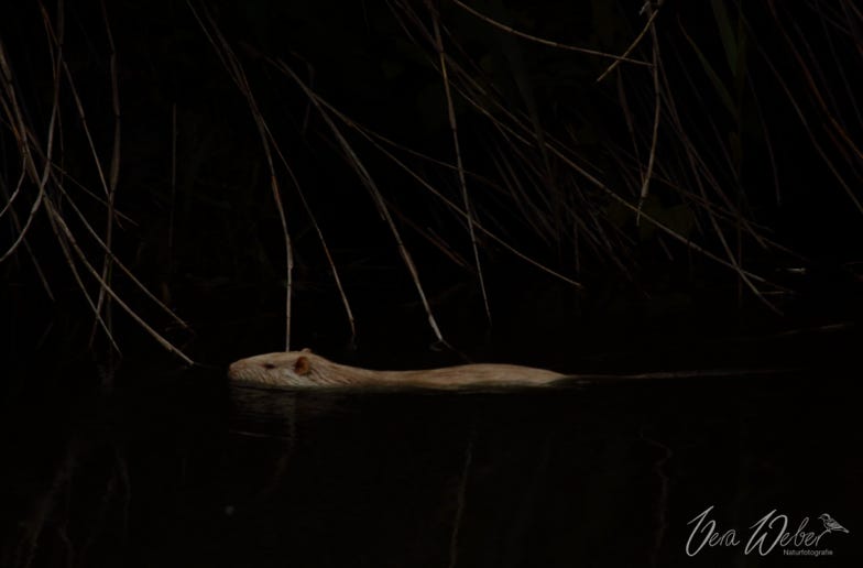 Nutria, Frankreich