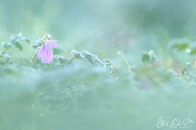 Dormagen, Frost, Blüte, Deutschland