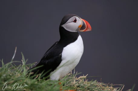 Papageitaucher, Puffin, Island