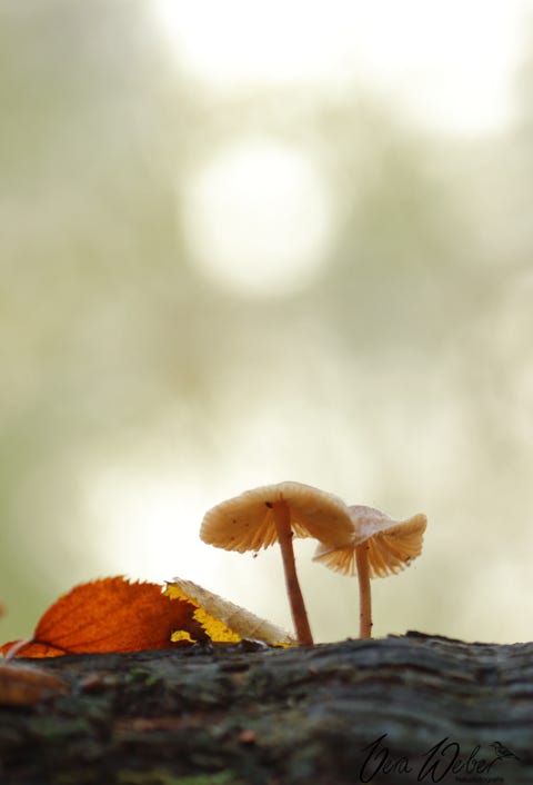 Pilz Dormagen