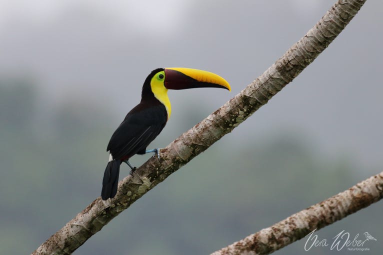 Tukan, Costa Rica, Uvita