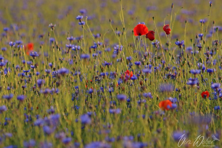 Kornblumenfeld, Deutschland, NRW