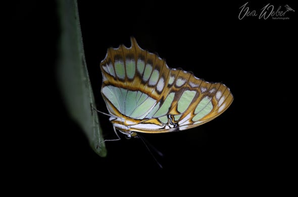 Malachit Falter, Costa Rica